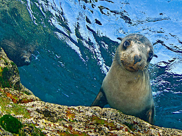 Australian fur seal, salmon,
